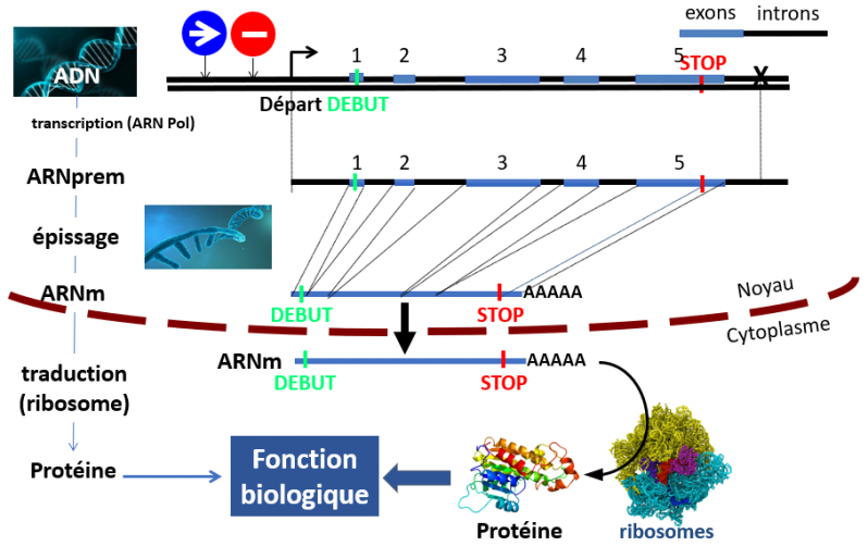 Dogme de la biologie moleculaire