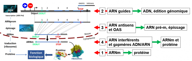 Les therapies a base d arn