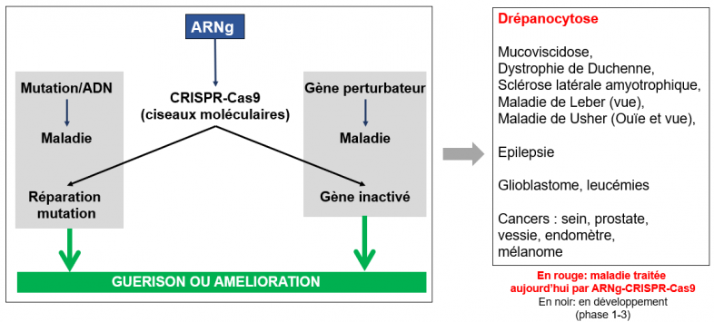 Therapie par arng