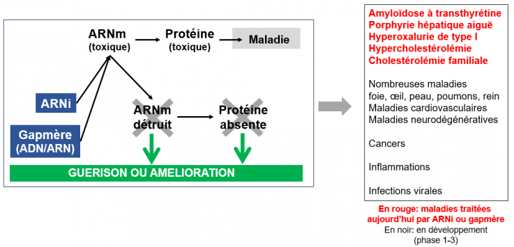 Therapie par rnai et gapmeres